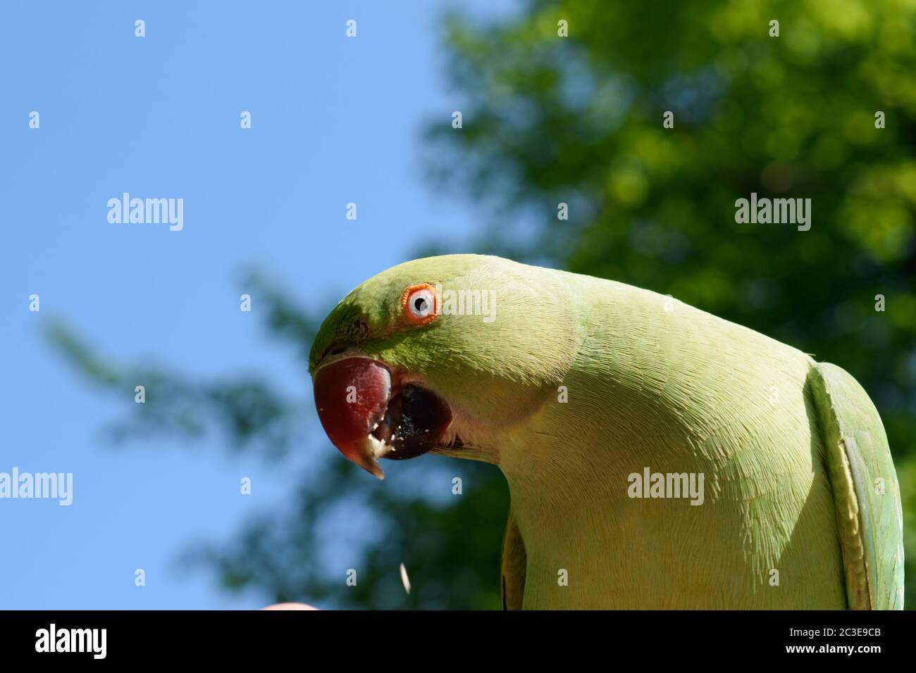 Femmina Rose-ring Parakeet mangiare una arachidi Foto Stock