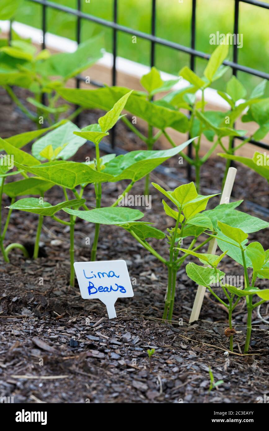 Colpo verticale di fagioli di lima giovani che crescono in un giardino. Foto Stock