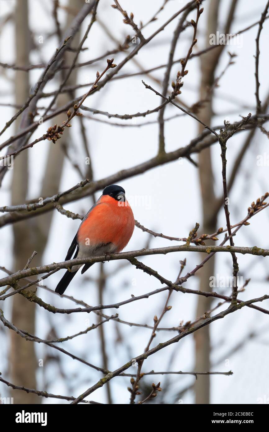 Colore uccello Eurasian Bullfinch Foto Stock