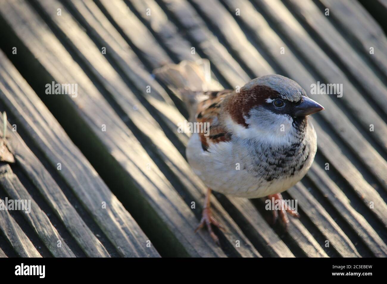 Passera maschile, Passer domesticus, in piedi su legno in un punto di luce solare senza sfondo a parte il ponte Foto Stock
