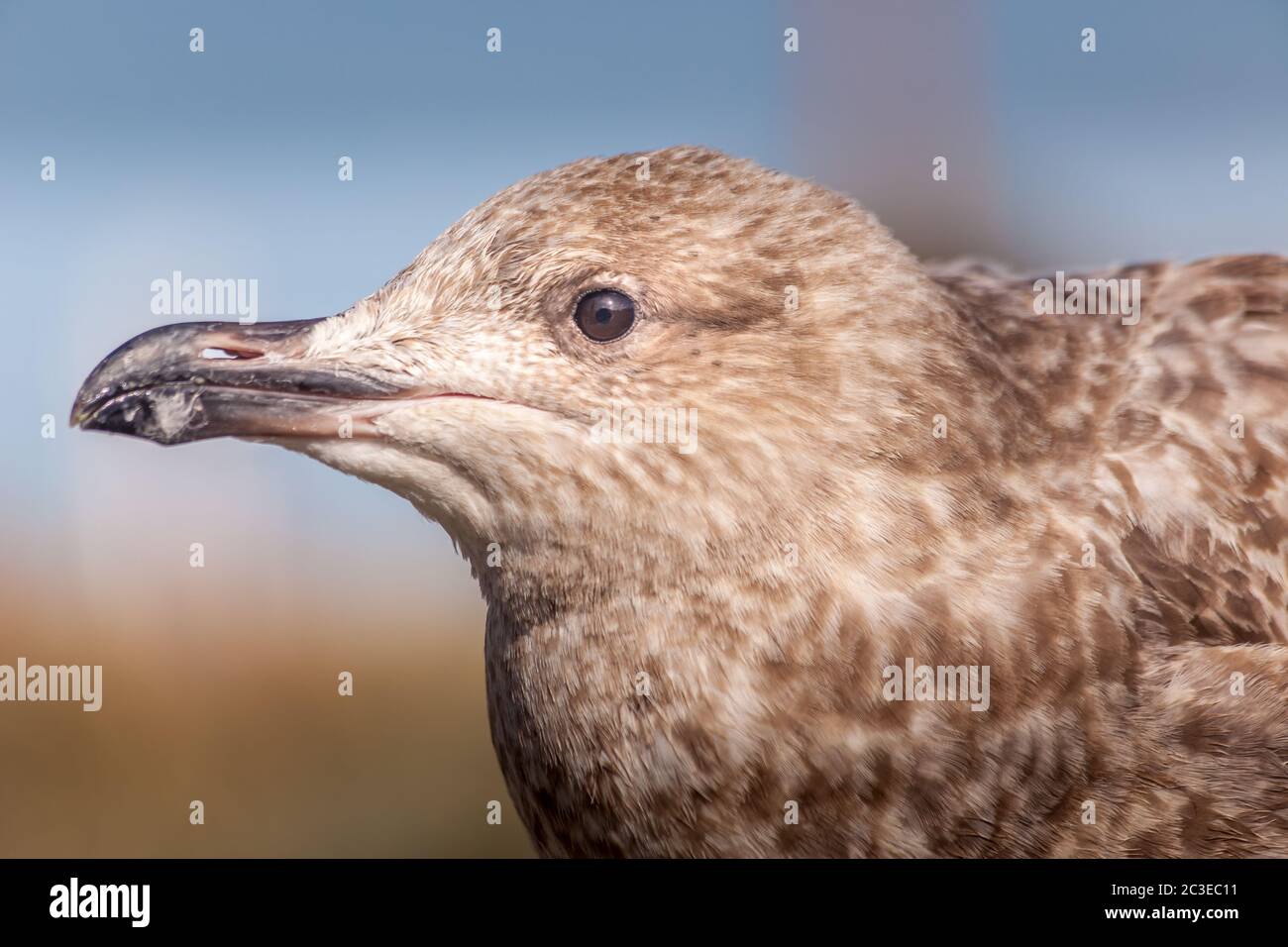 Primo piano molto giovane aringa gabbiano Foto Stock