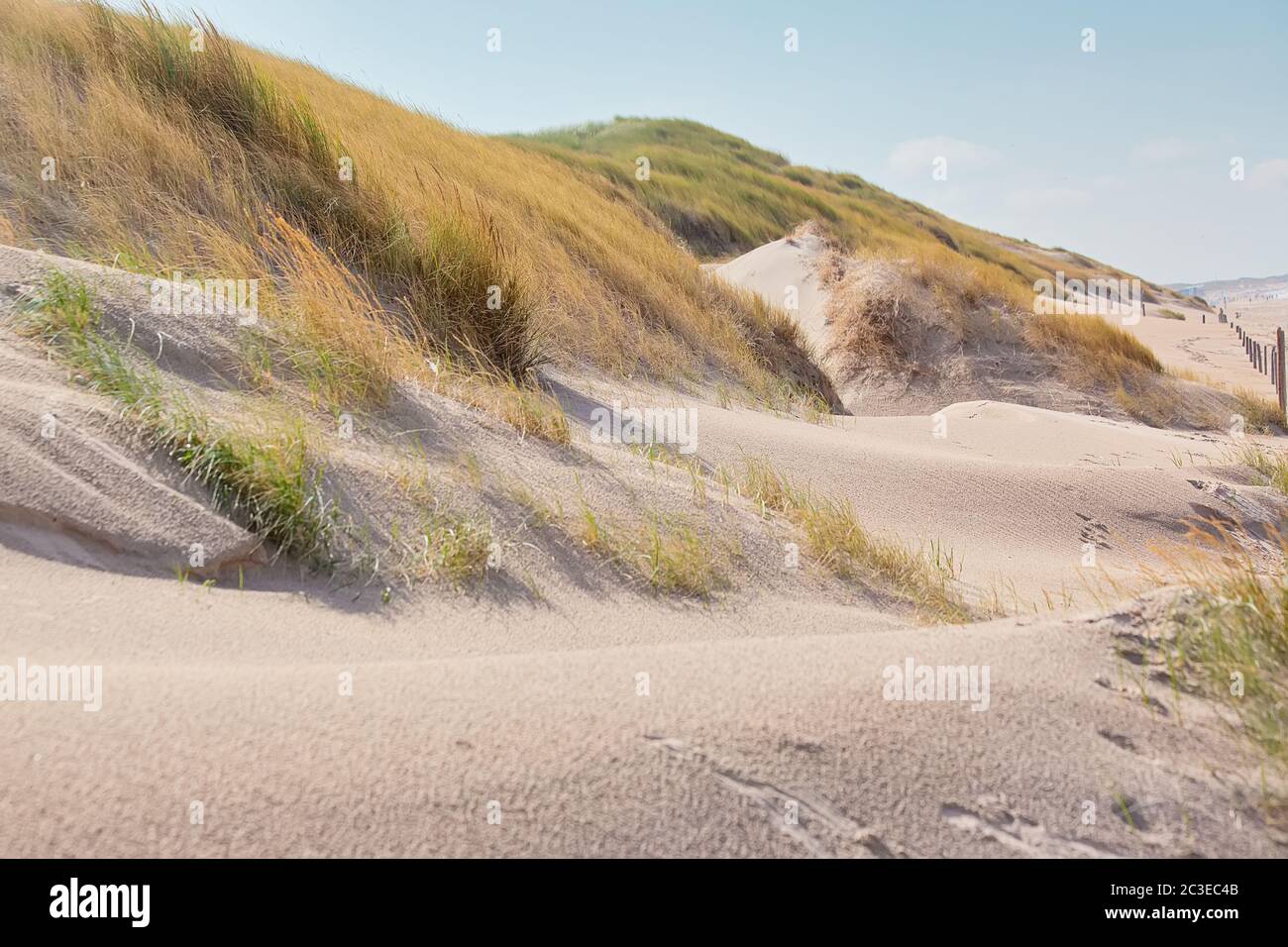 Dune di sabbia erbosa sulla spiaggia di Netherland Foto Stock