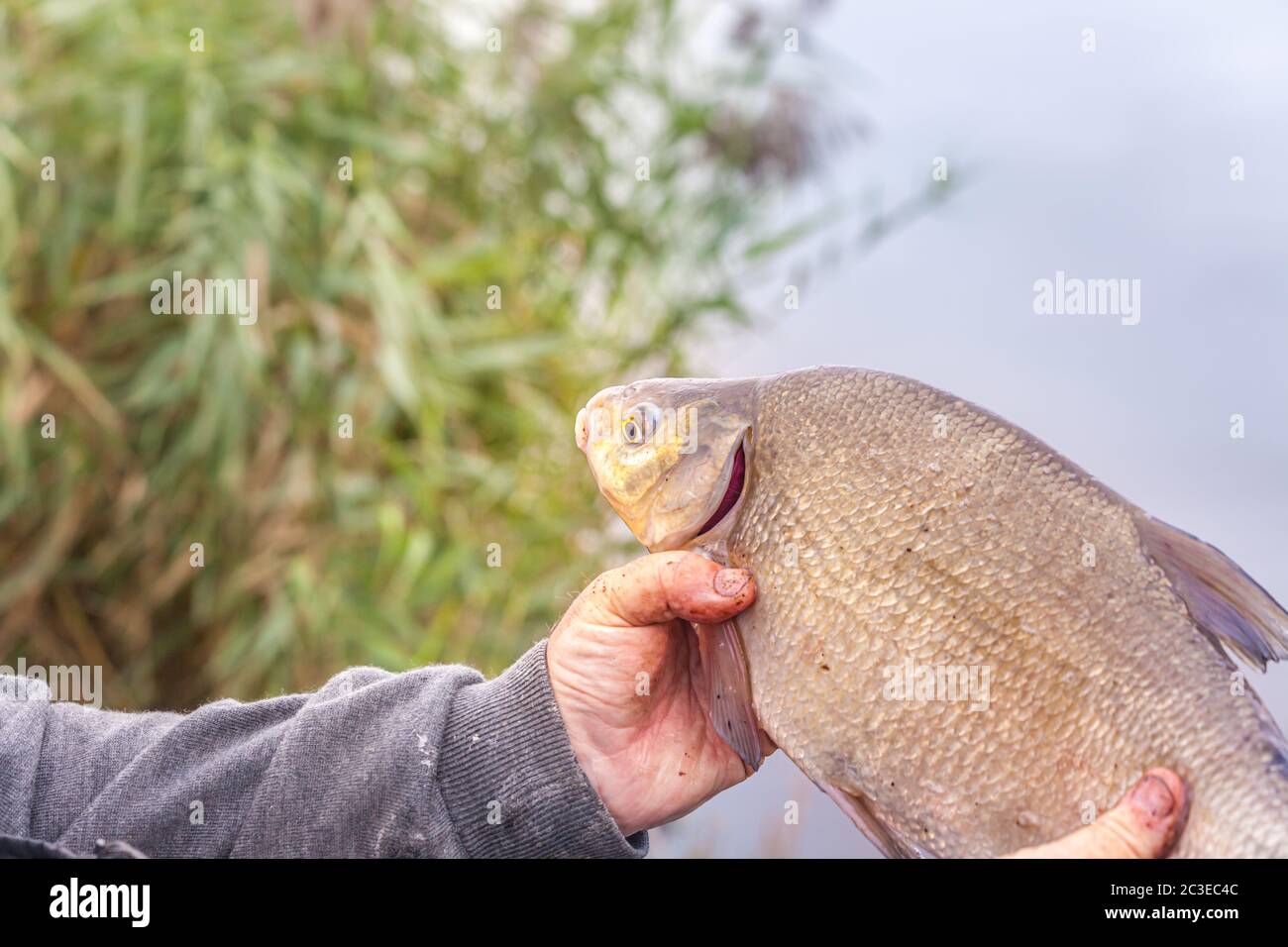 Il pescatore tiene il pesce fresco che ha pescato. Orata Foto Stock