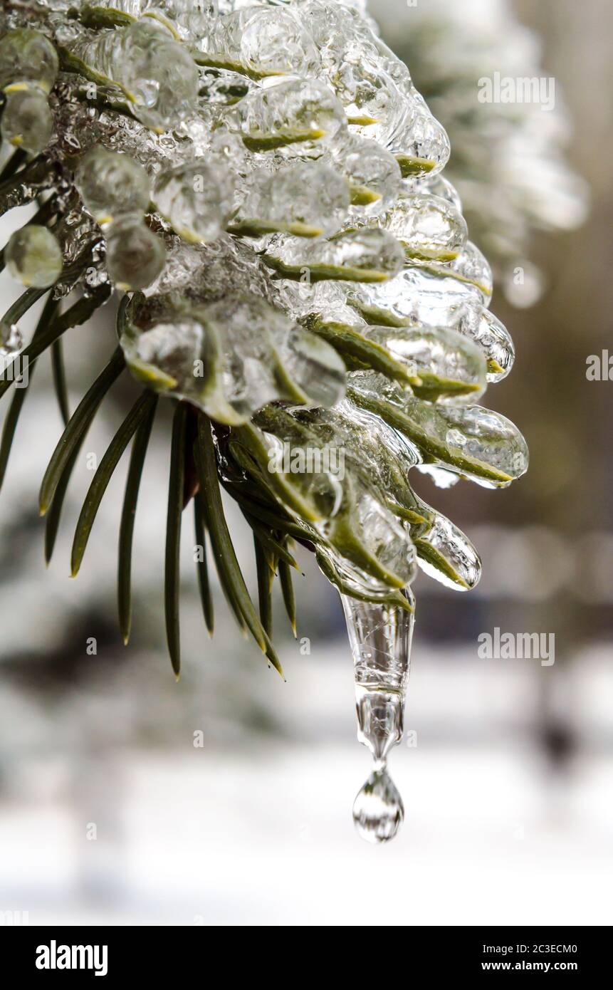 primavera, iciclette, ghiaccio fondente, ramo di abete verde nel ghiaccio con d Foto Stock