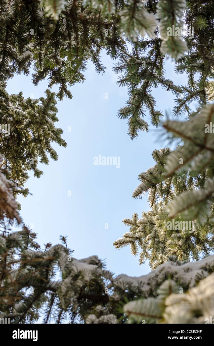 cornice arrotondata di rami di abete contro un cielo blu sparato dal basso Foto Stock