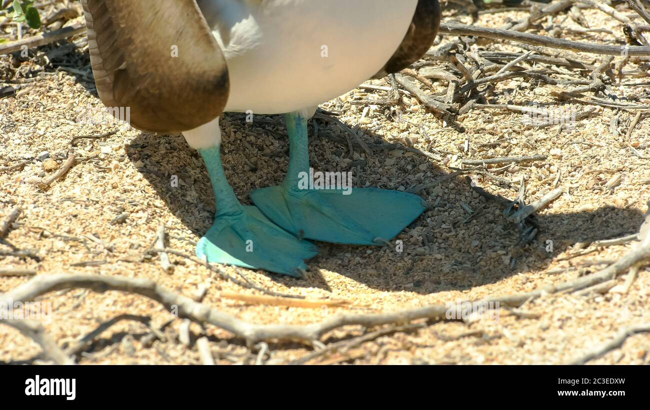 Extreme close up dei piedi di un Blu-footed booby nelle isole galalagos Foto Stock