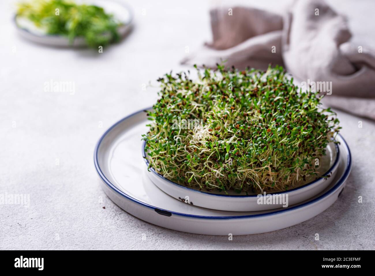 Germogli di erba medica. Cibo sano Foto Stock