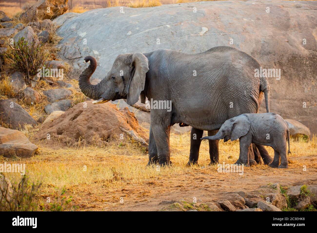 Mucca di elefante africana con vitello Foto Stock