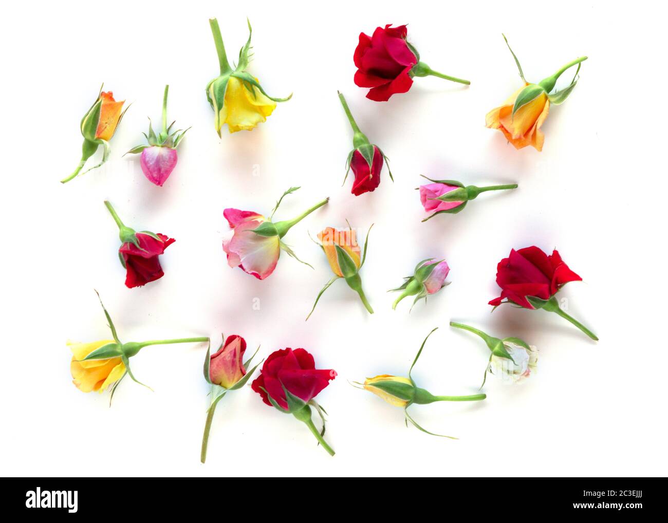 Layout creativo realizzato con fiori rosa, rosso e giallo rose su sfondo bianco. Concetto minimo estivo con luce e ombre dure. Foto Stock