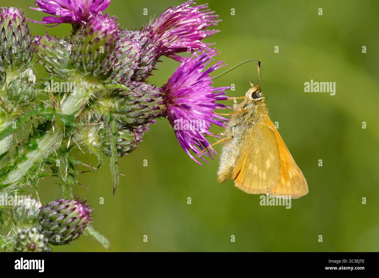 Grande Skipper Butterfly - Ochlodes venata, sotto Marsh Thistle - Cirsium palustre Foto Stock