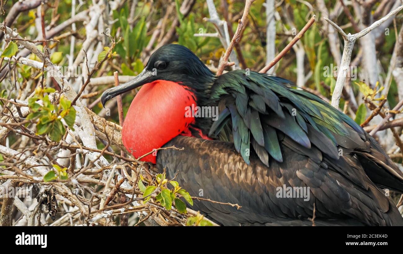 Primo piano di un magnifico maschio frigatebird su isla genovesa Foto Stock