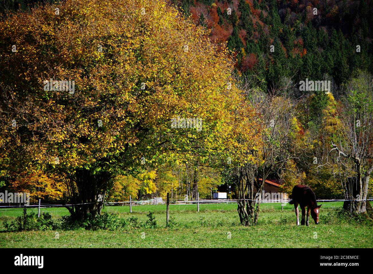 Prato con cavallo al pascolo accanto ad un albero con foglie d'autunno Foto Stock