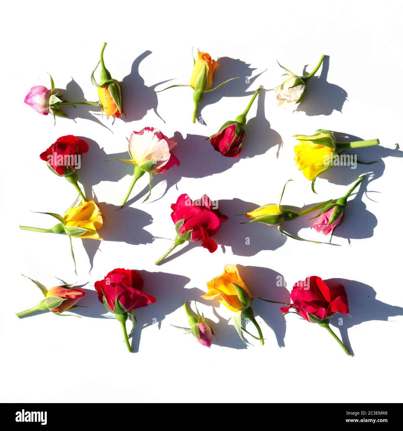 Layout creativo realizzato con fiori rosa, rosso e giallo rose su sfondo bianco. Concetto minimo estivo con luce e ombre dure. Foto Stock