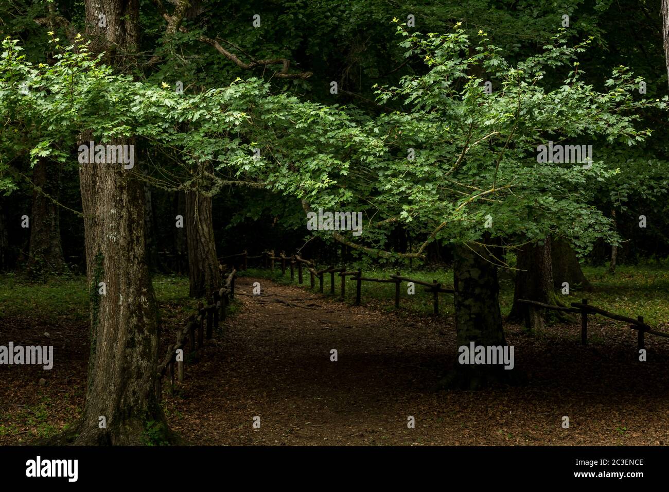 Strade e sentieri in foresta profonda Foto Stock