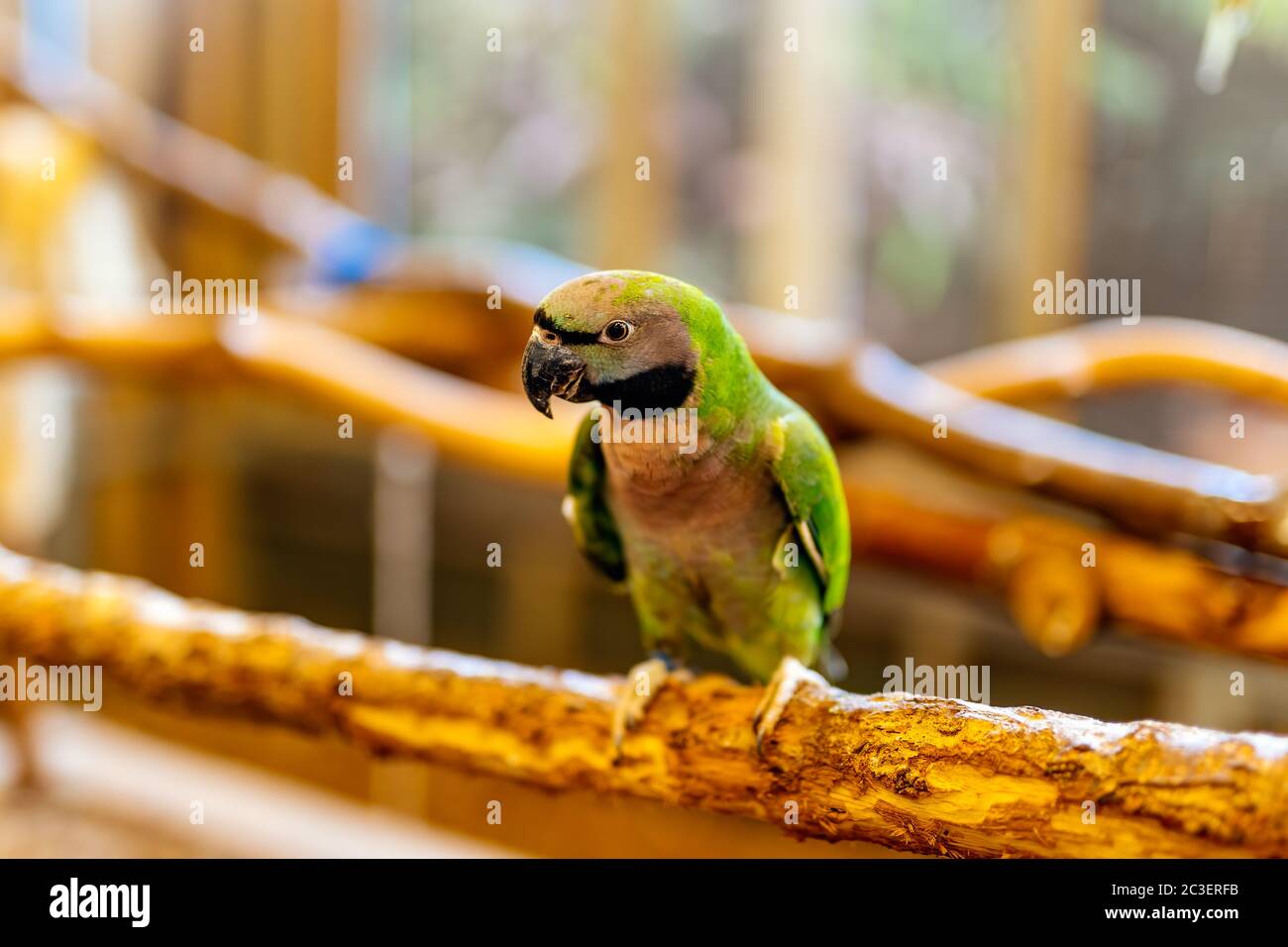 Un Nanday Parakeet verde seduto su un persico. Aratinga Nenday della famiglia Psittacidae Foto Stock