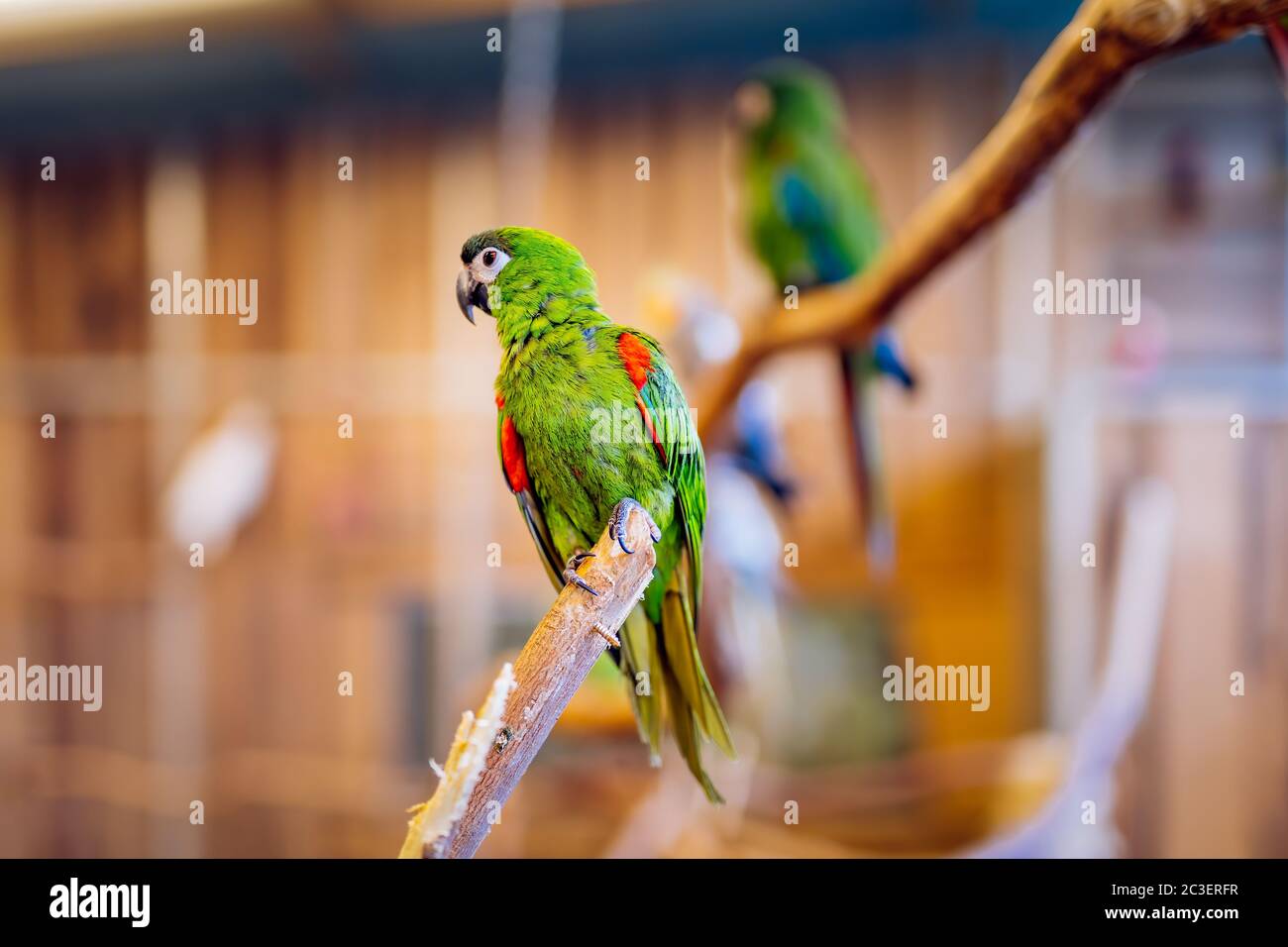 Psittacidae verde e rosso della famiglia dei pappagalli dei macaws, seduto su un persico Foto Stock