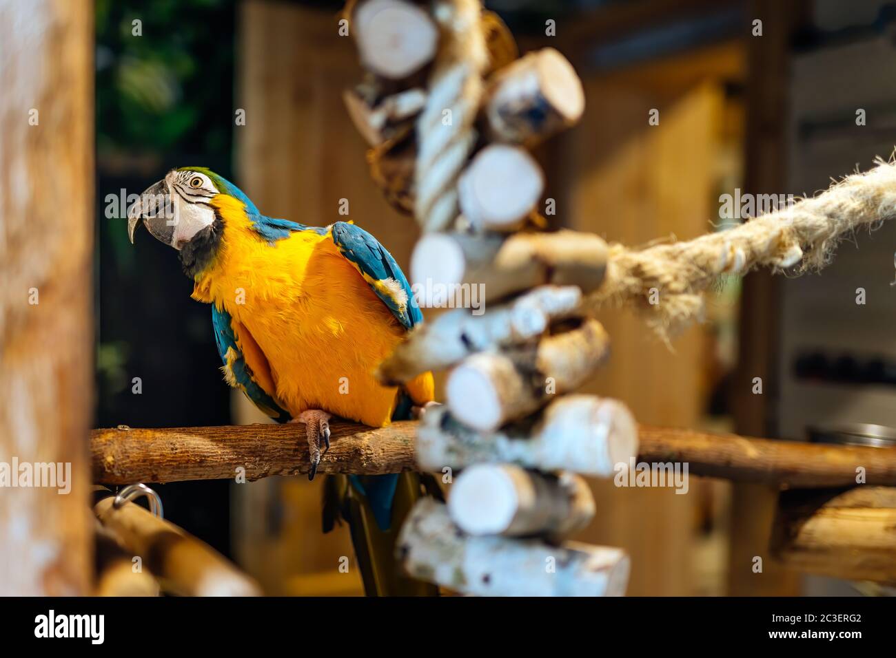 Grande Ara dal genere neotropico della famiglia dei pappagalli dei macaws Foto Stock
