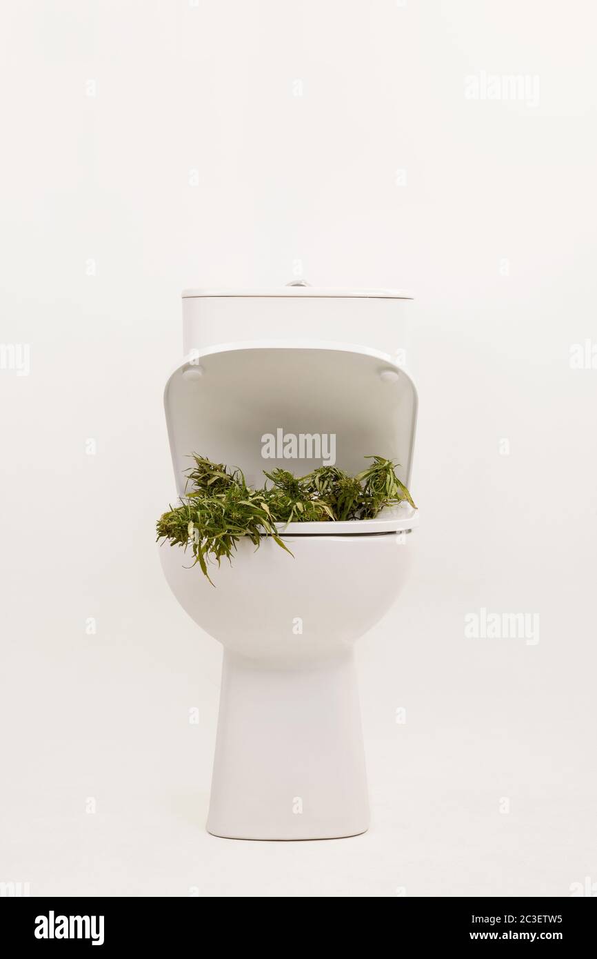 Gettare via le gemme di marijuana nella ciotola del water. Foto Stock