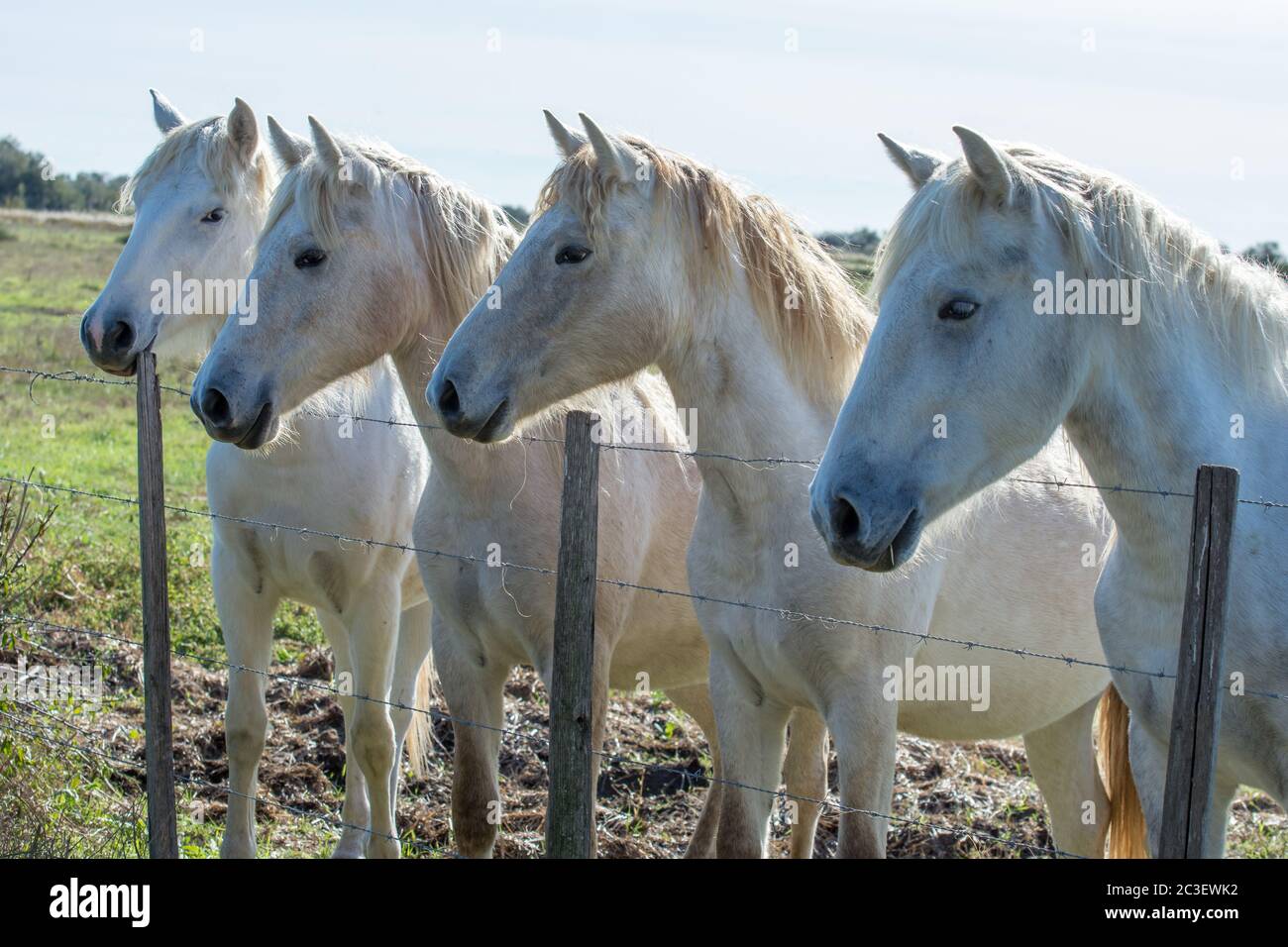 Paesaggio di Camargues nel sud della Francia Foto Stock