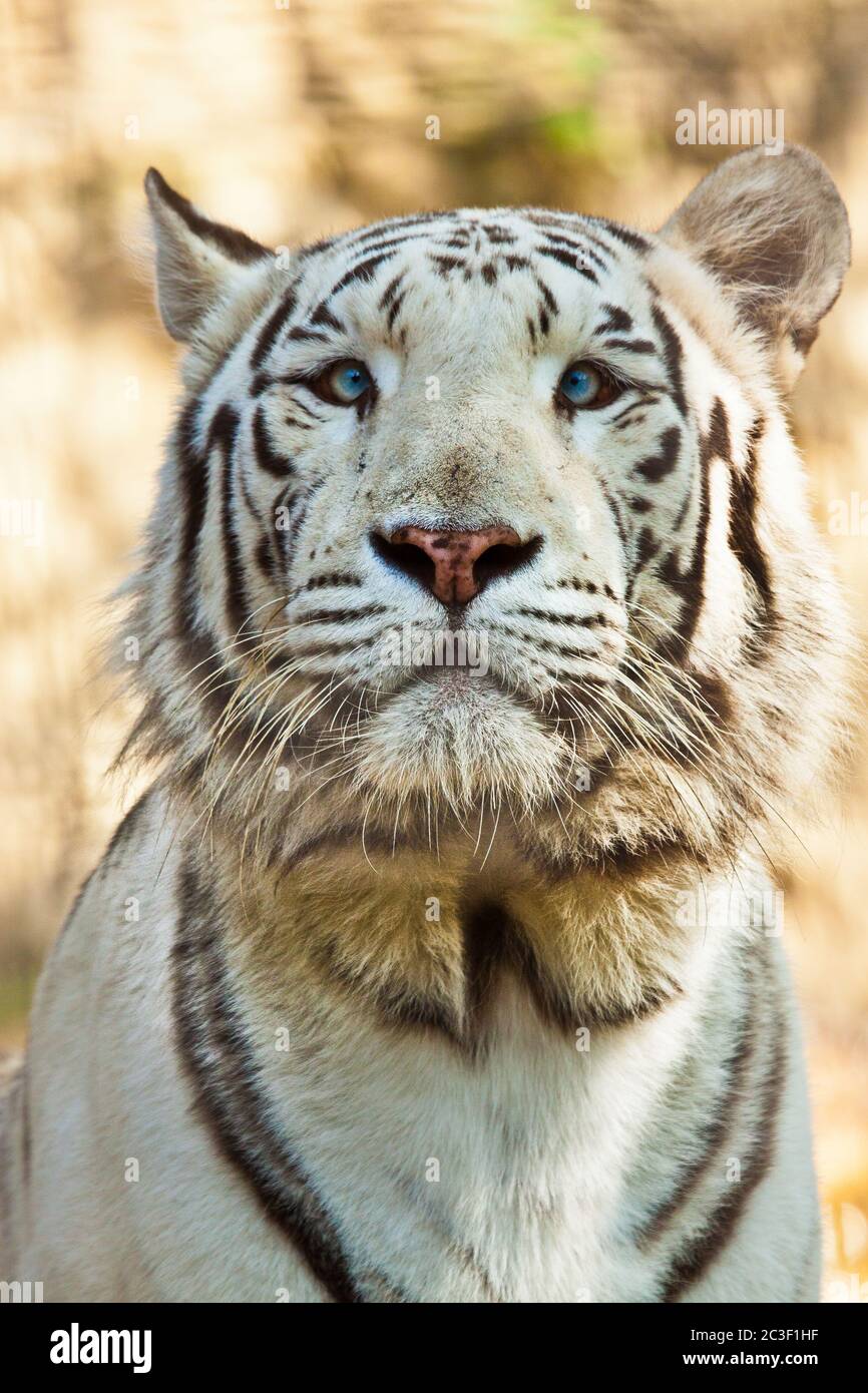 Tigre bianca del Bengala (Panthera tigris tigris) Foto Stock