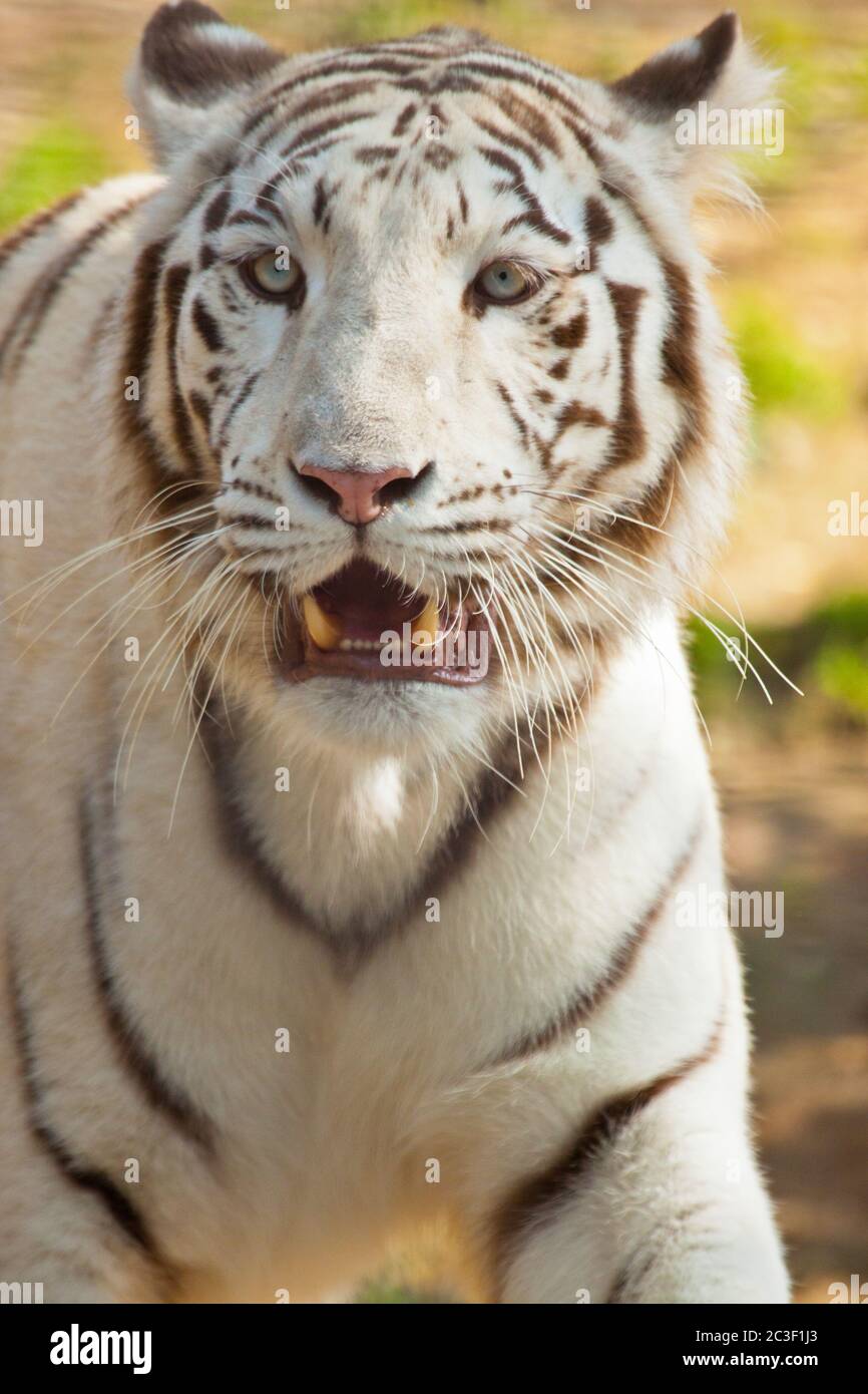 Tigre bianca del Bengala (Panthera tigris tigris) Foto Stock