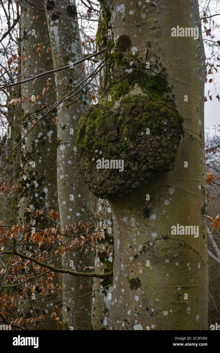 Faggio europeo, crescita degli alberi, granchio d'albero Foto Stock