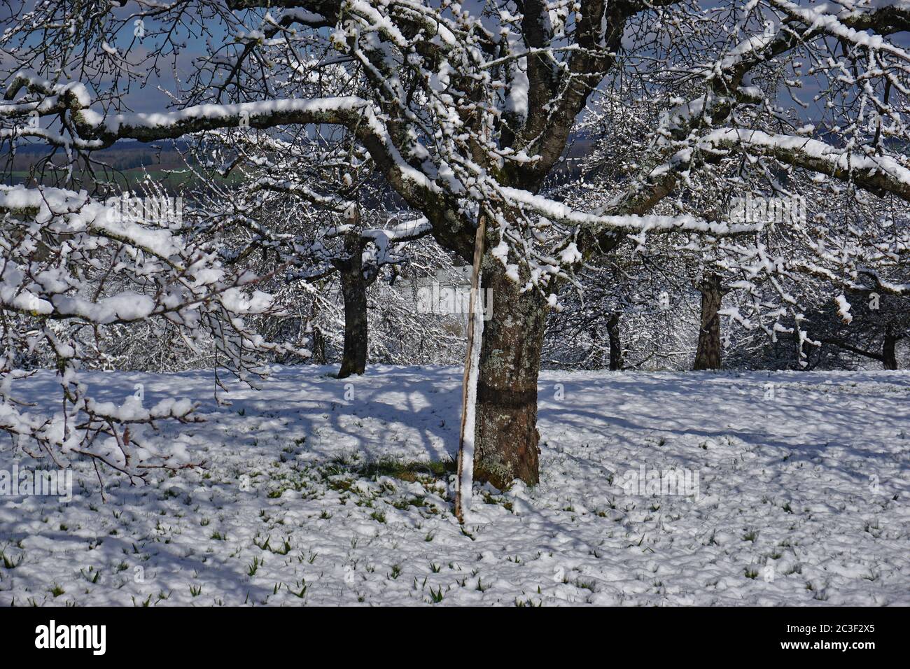 prato frutteto in inverno, prato con alberi da frutto sparsi Foto Stock