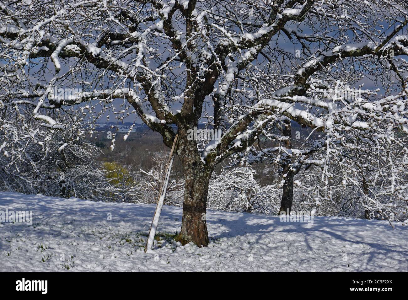 prato frutteto in inverno, prato con alberi da frutto sparsi Foto Stock