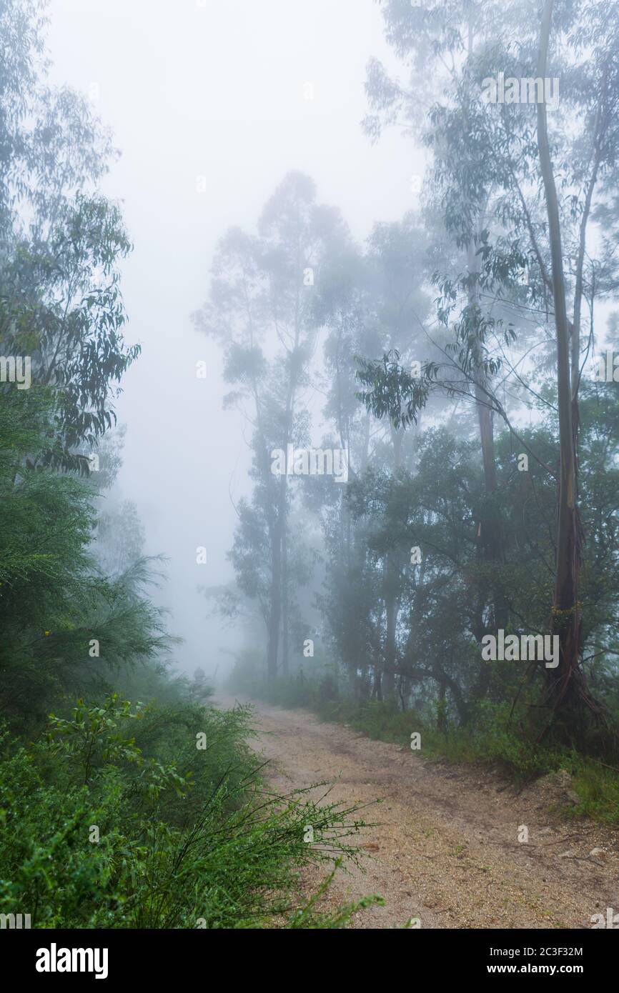Nebbia nella foresta al parco nazionale portoghese, Geres, Portogallo Foto Stock