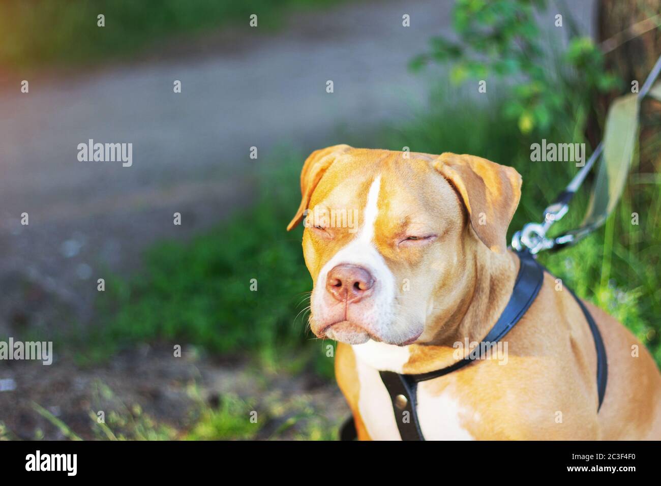 cane americano bully prendere il sole e sorridente buon umore animale domestico felice Foto Stock
