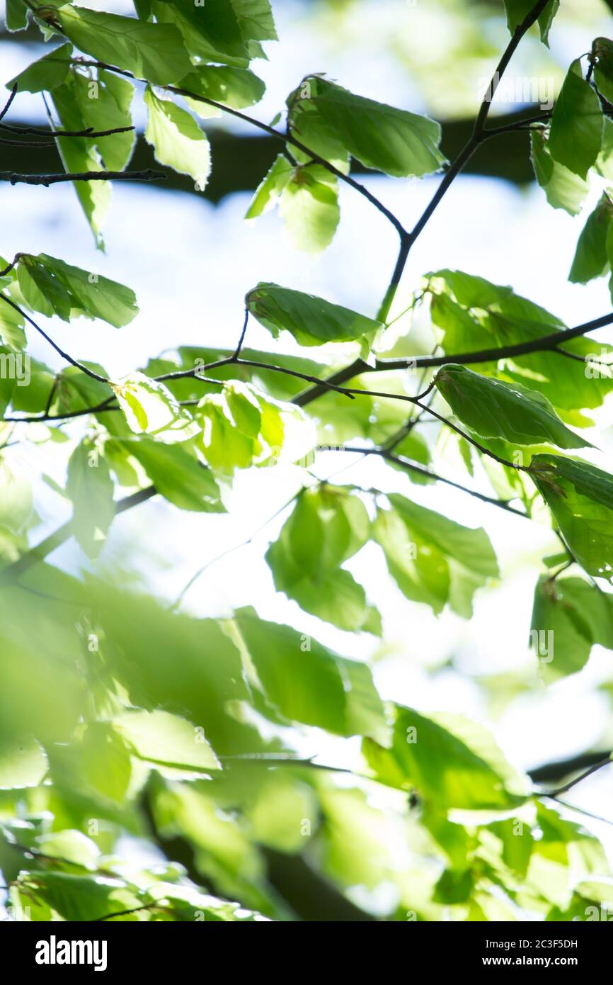 Belle foglie di primavera con luci bokeh nella foresta di primavera, backgound naturale per progetti di primavera.; Foto Stock