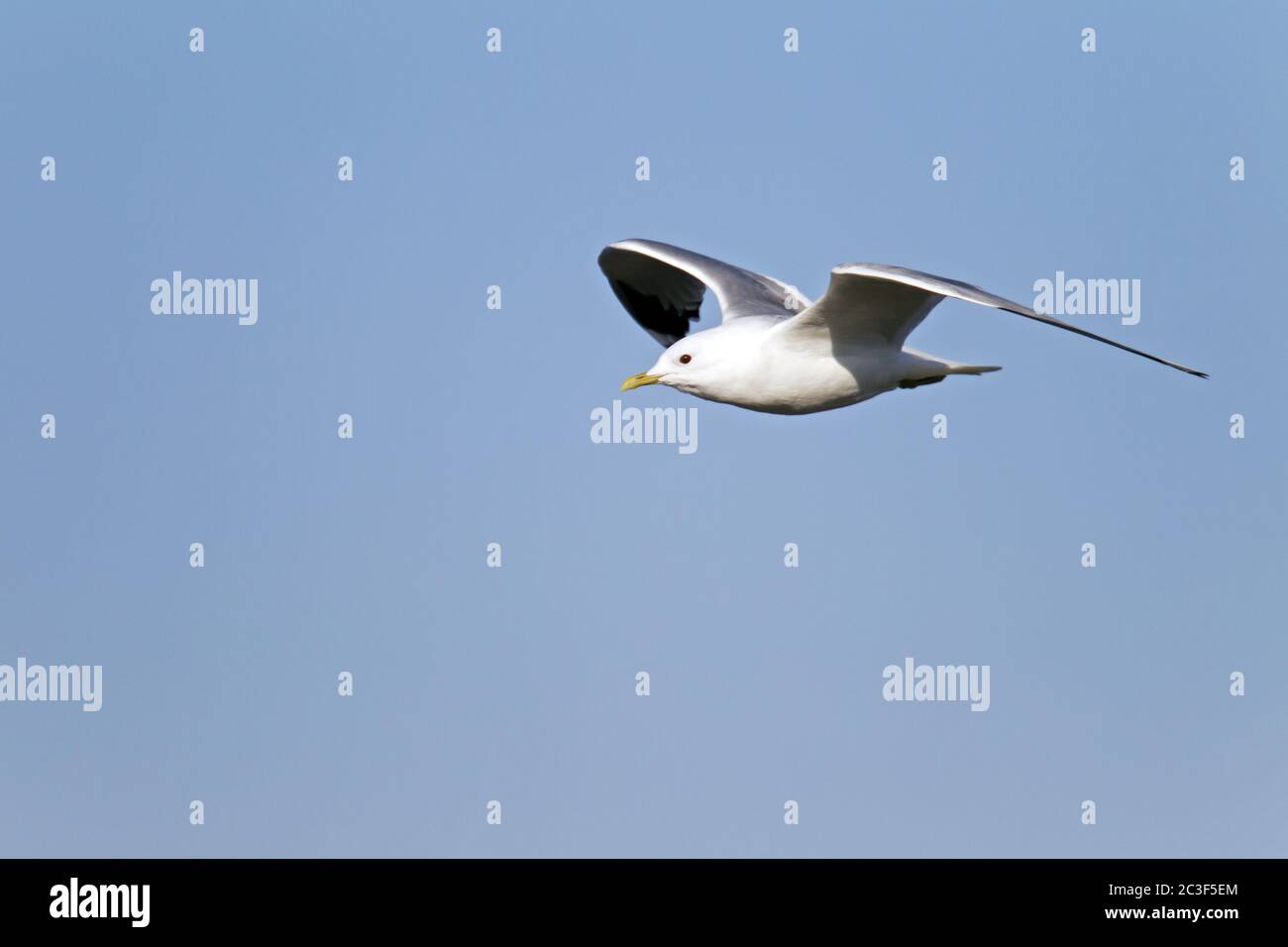 Uccello adulto gabbiano comune in piumaggio di riproduzione Foto Stock