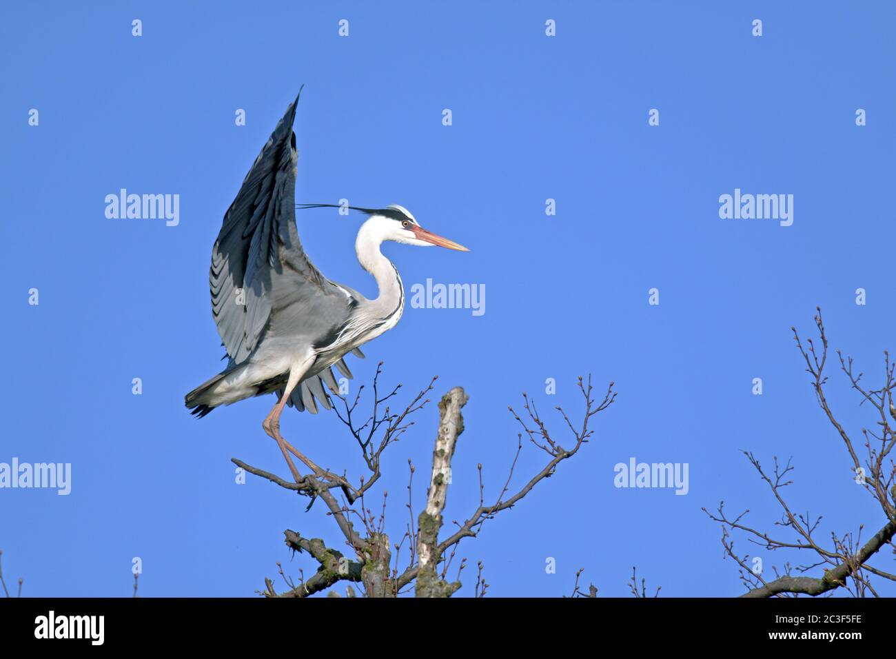 Uccello adulto di airone grigio in piumaggio di riproduzione Foto Stock