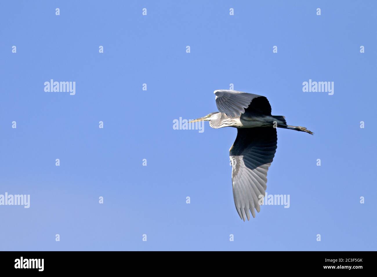 L'airone grigio in piumaggio non-riproduttore Foto Stock