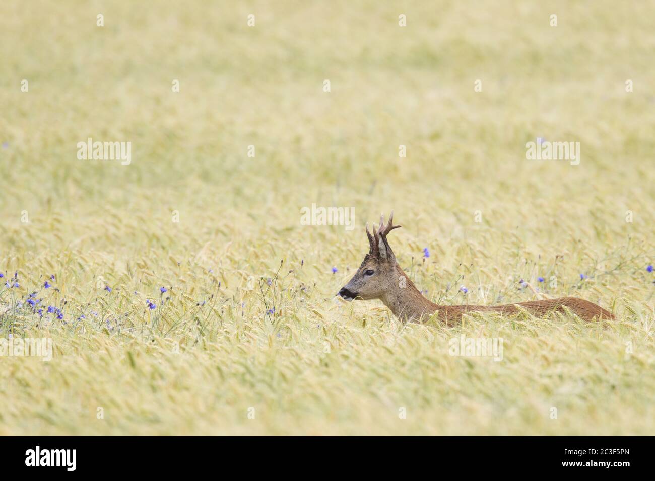 ROE Deer buck cerca cibo in un campo di Barley con Cornflowers Foto Stock