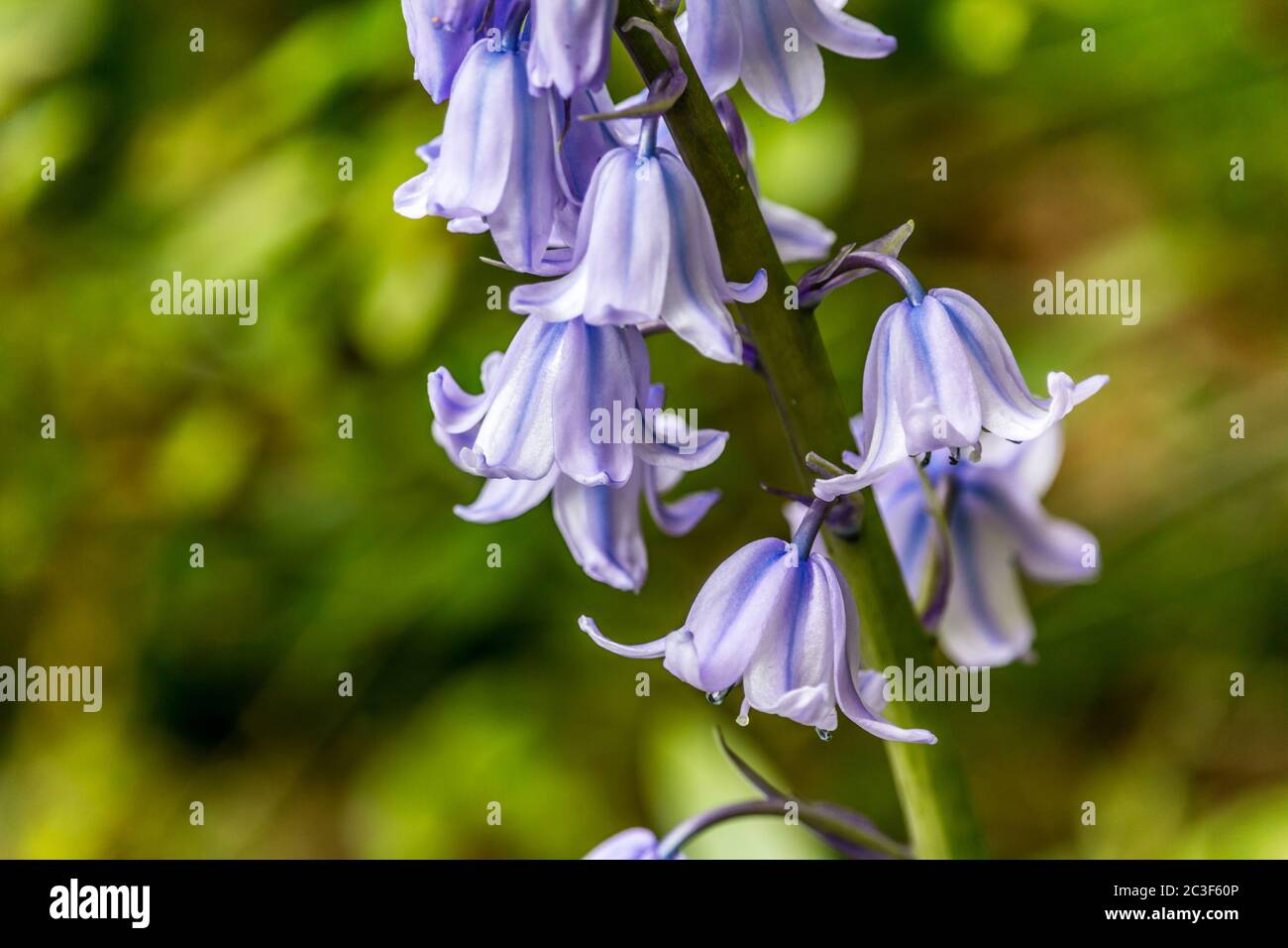 Belle bluebells spagnole in tempo spirng, Scozia, Regno Unito Foto Stock