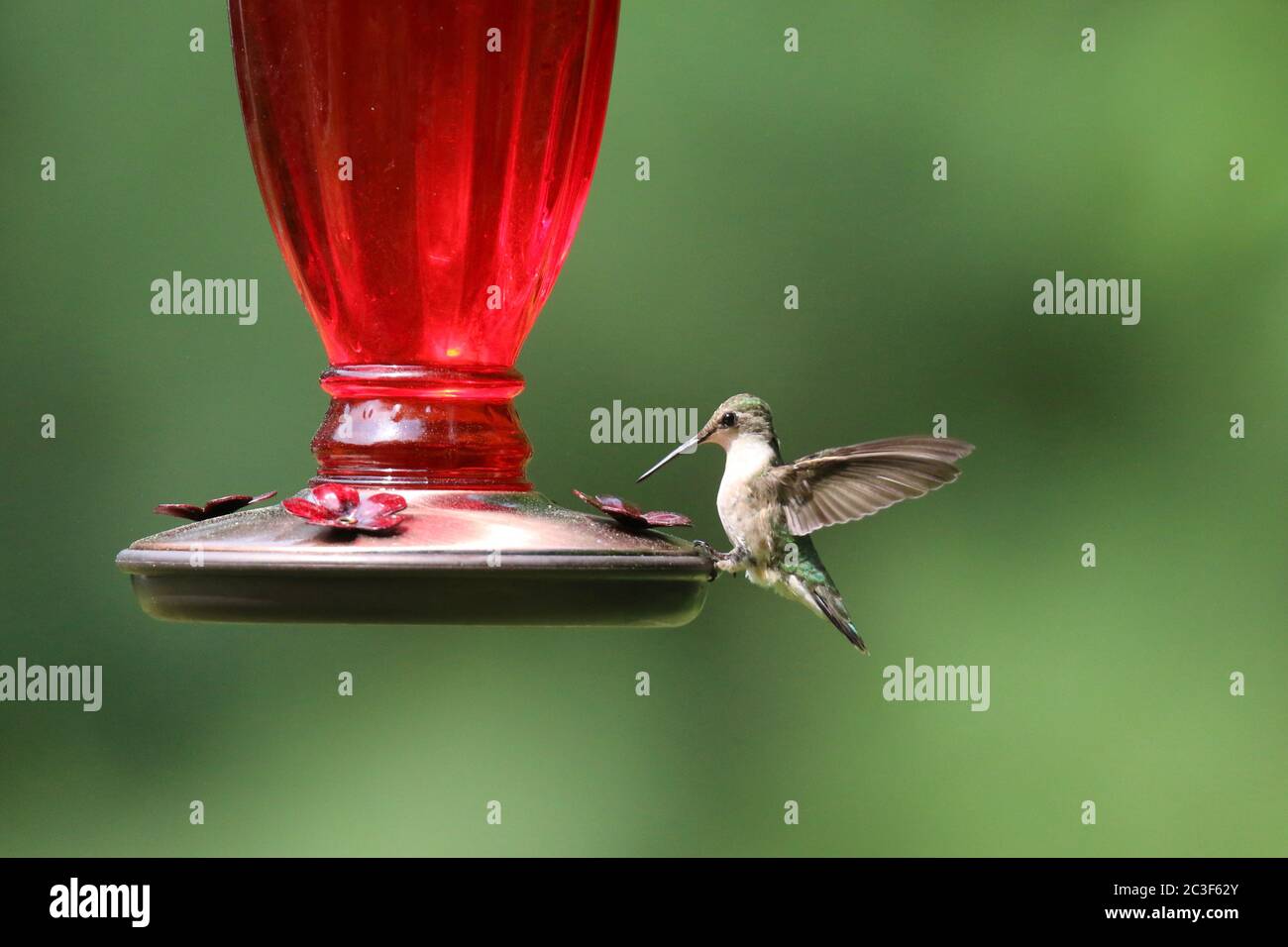 Femmina Ruby ha tirato Hummingbird Archilochus colubris alimentare da un alimentatore di colibrì in estate Foto Stock
