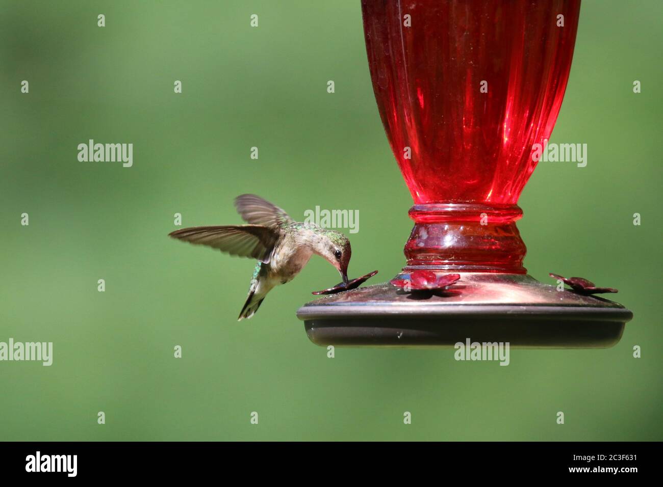 Femmina Ruby ha tirato Hummingbird Archilochus colubris alimentare da un alimentatore di colibrì in estate Foto Stock