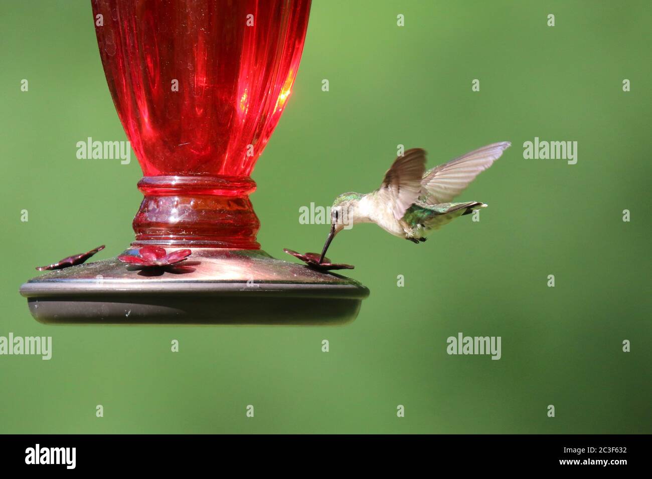 Femmina Ruby ha tirato Hummingbird Archilochus colubris alimentare da un alimentatore di colibrì in estate Foto Stock