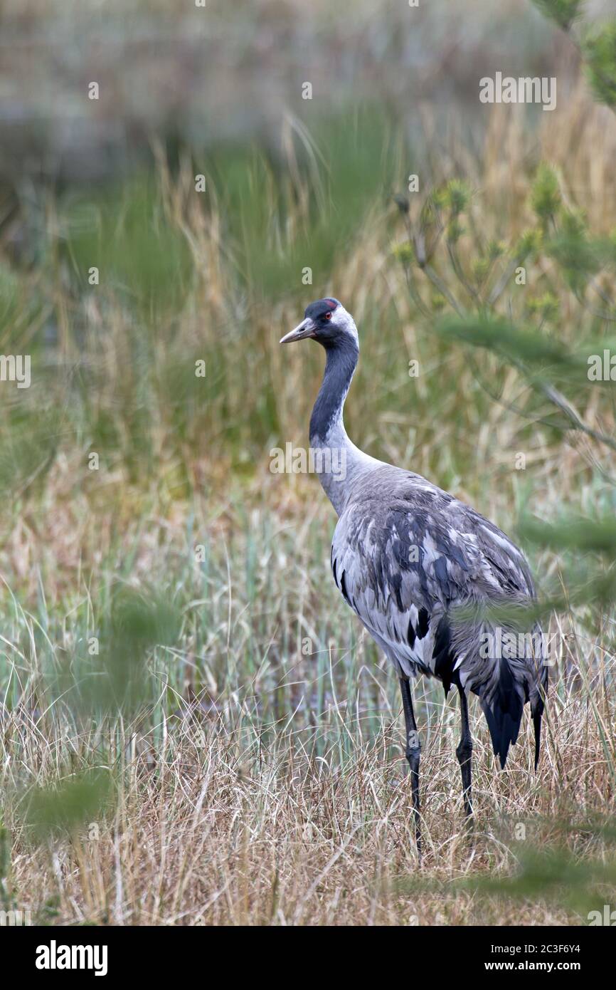 Crane comune nella sua gamma di allevamento Foto Stock