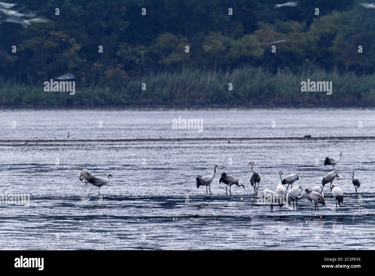 Gru comune al posto di rosting Foto Stock