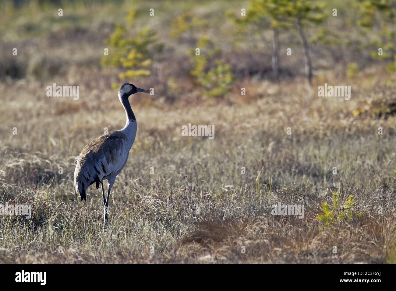 Gru comune in una collina svedese moor Foto Stock