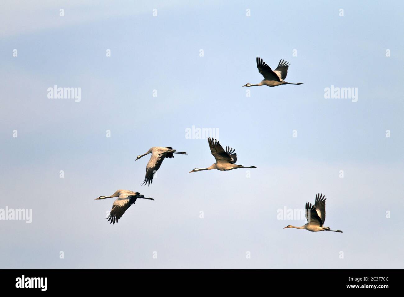 Migrazione autunnale comune di Crane Foto Stock