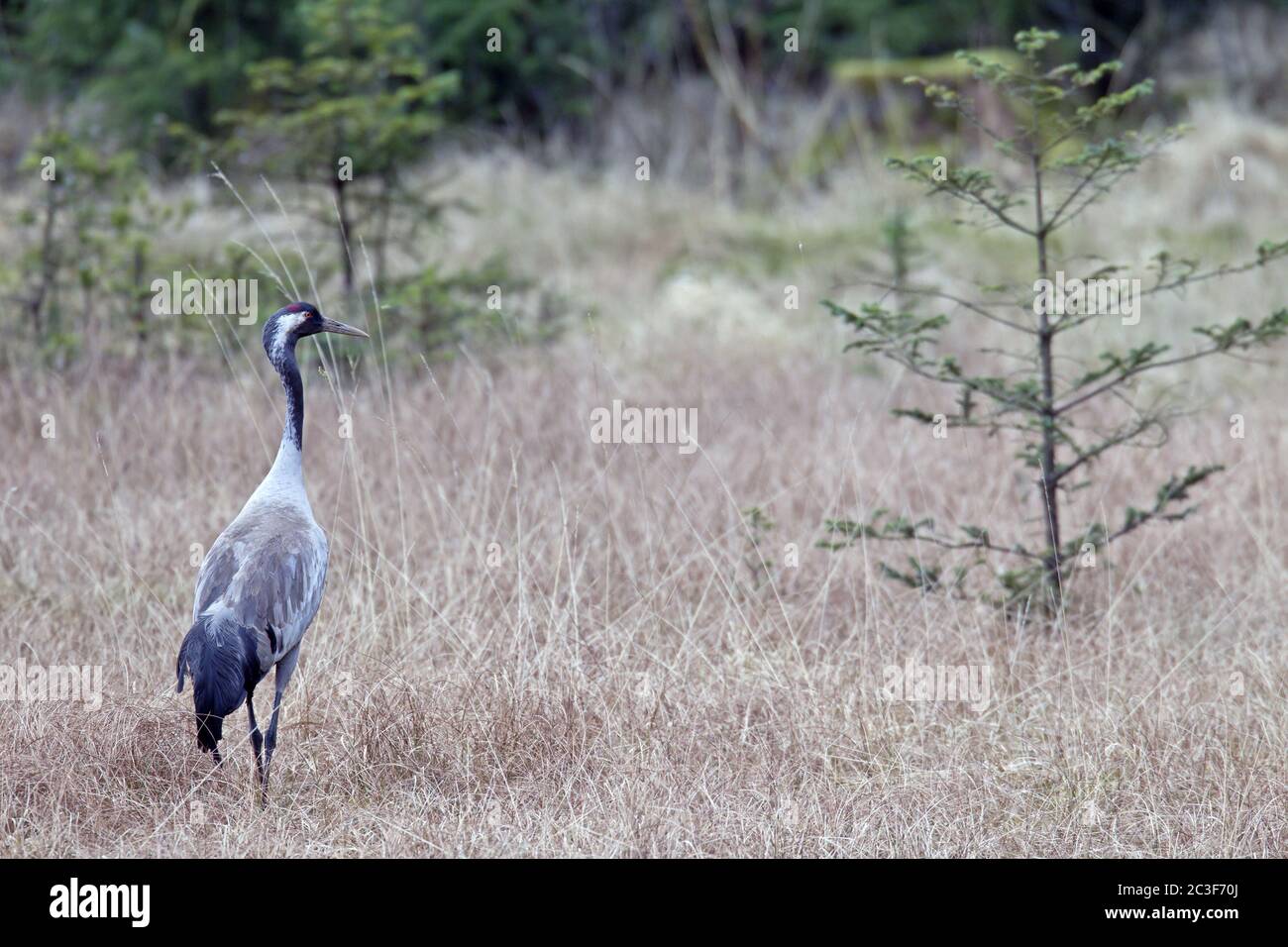 Comune Crane uccello adulto nella sua gamma di riproduzione Foto Stock