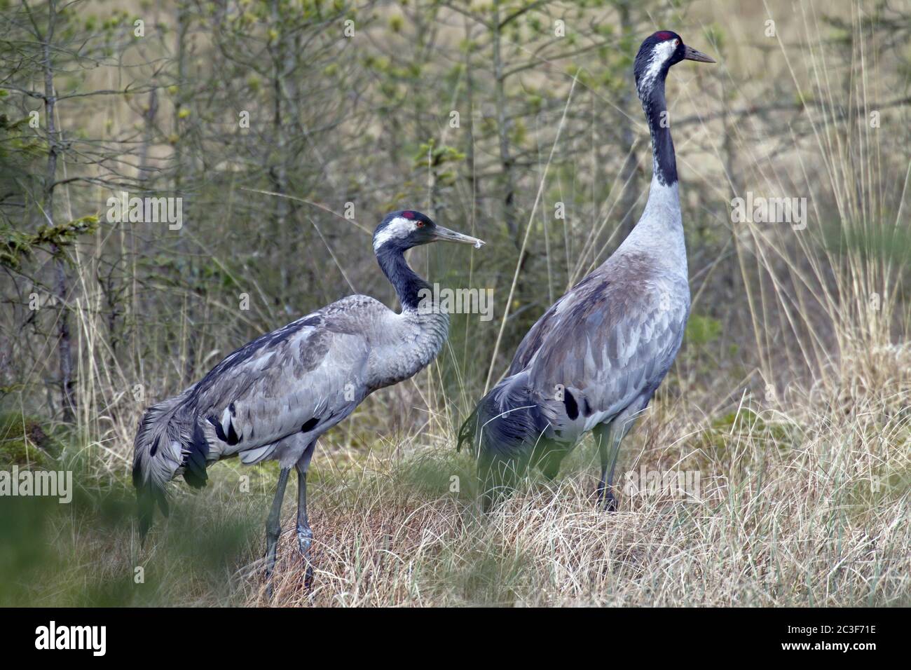 Coppia comune di crane nella gamma di riproduzione Foto Stock