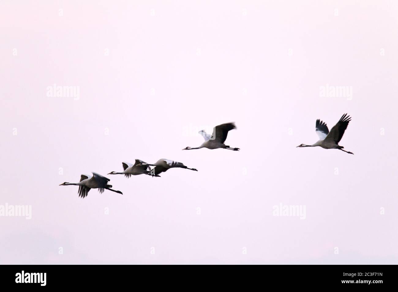 Comune Crane gregge di uccelli alla prima luce del giorno Foto Stock