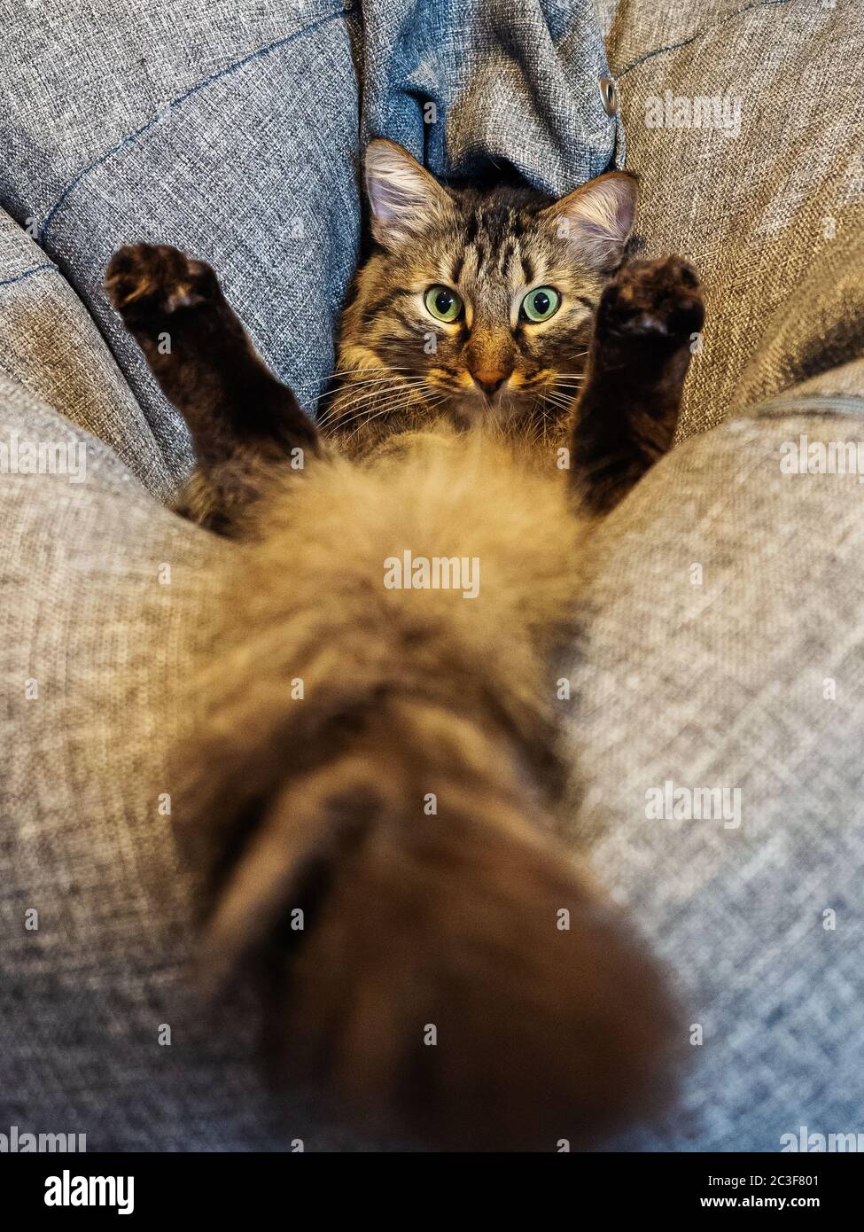 Un gatto con una grande coda soffice giace su un morbido cuscino grigio Foto Stock