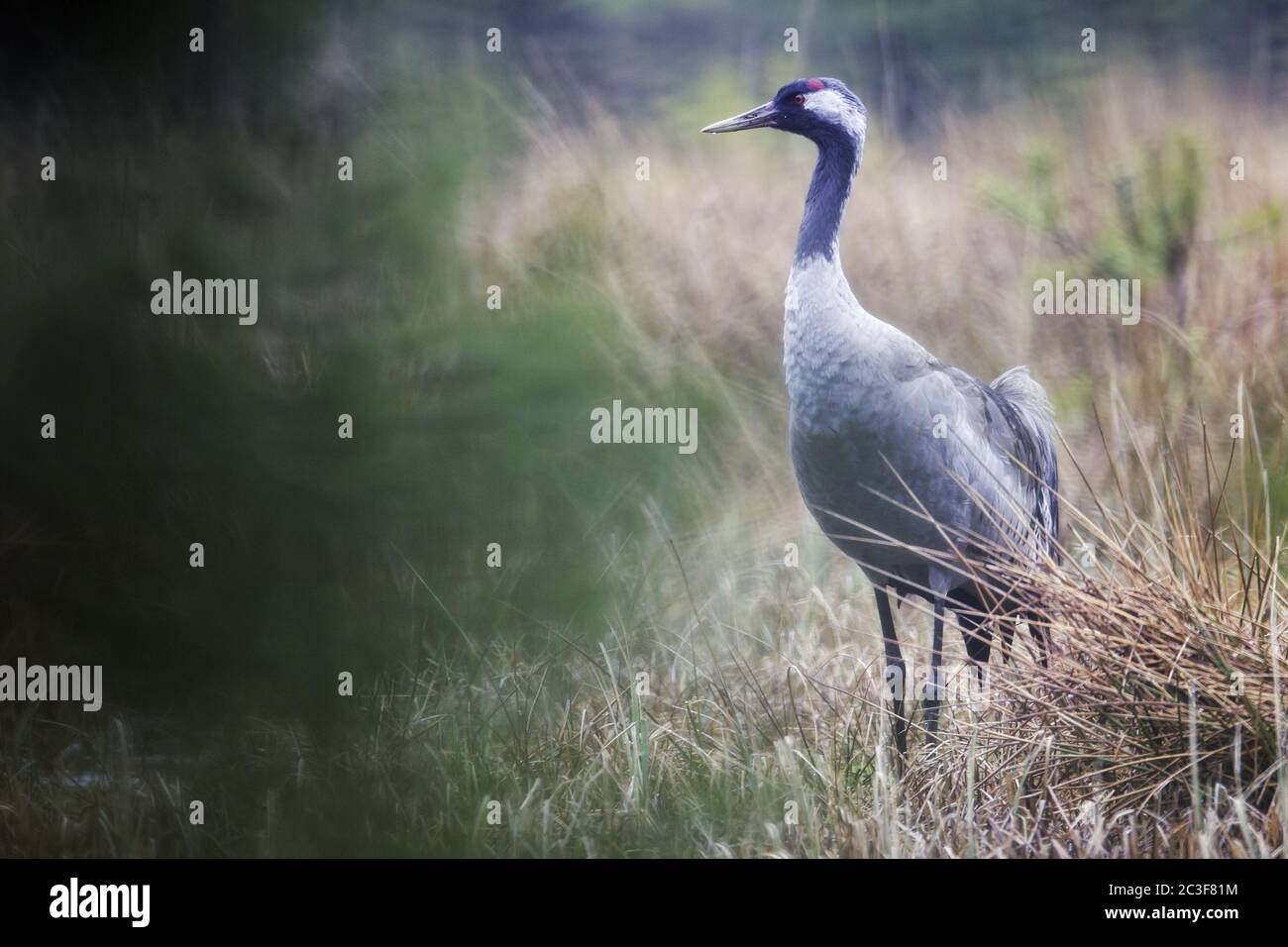 Crane comune nella zona di riproduzione Foto Stock