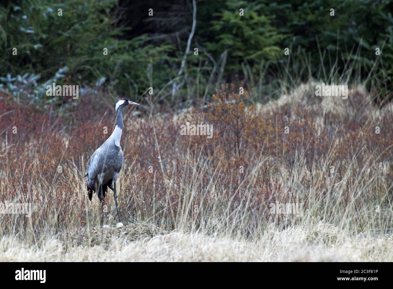 Comune Crane uccello adulto sul nido Foto Stock