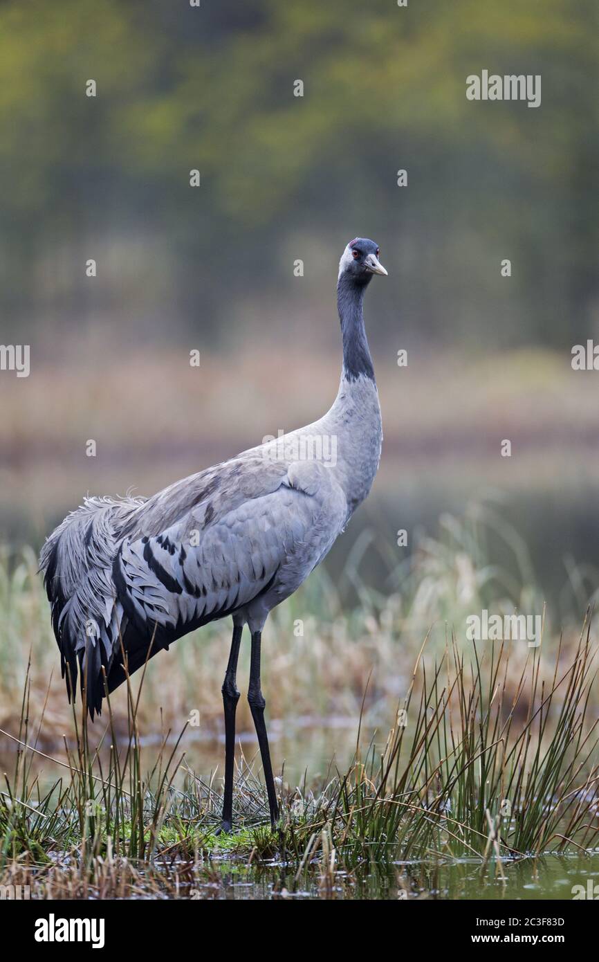 Crane comuni nella gamma di riproduzione Foto Stock